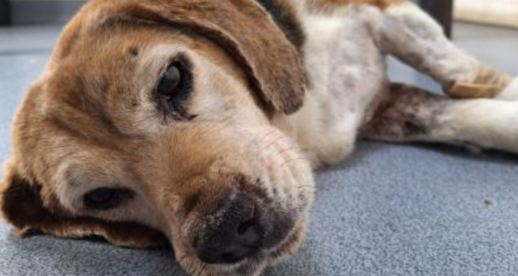 perrrita beagle muere tras ser mordida por pitbull