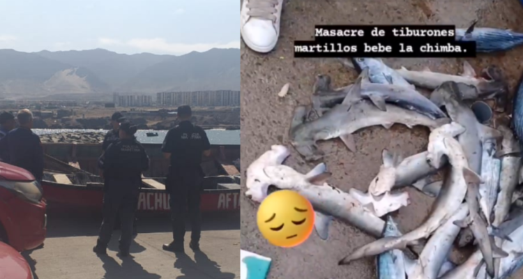 pesca de crías de tiburón martillo