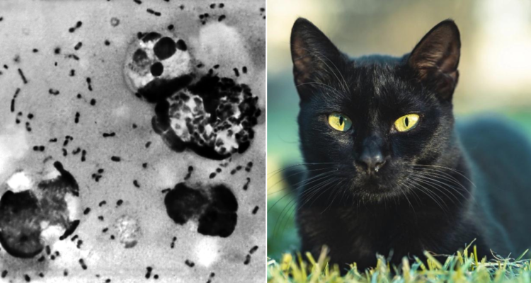 Caso de peste bubónica