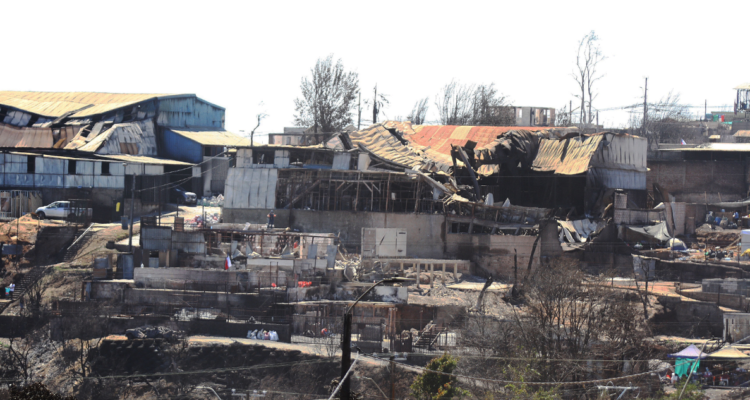 Plagas de ratones, palomas e insectos tras incendios en Viña del Mar