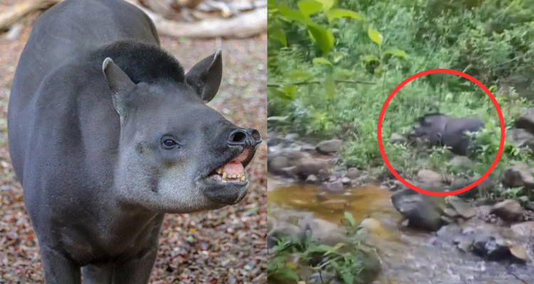 Avistan un tapir salvaje en Argentina: especie está en peligro de extinción