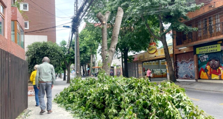 polemica-por-radical-corte-de-arboles-en-pleno-centro-de-concepcion_-vecinos-denunciaron-a-cge