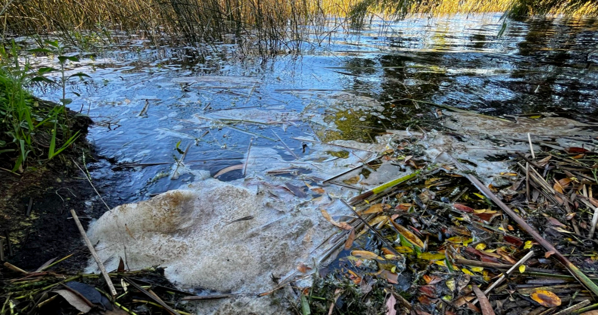 presentan-recurso-por-contaminacion-de-la-laguna-grande-y-humedal-bayona-en-san-pedro-de-la-paz