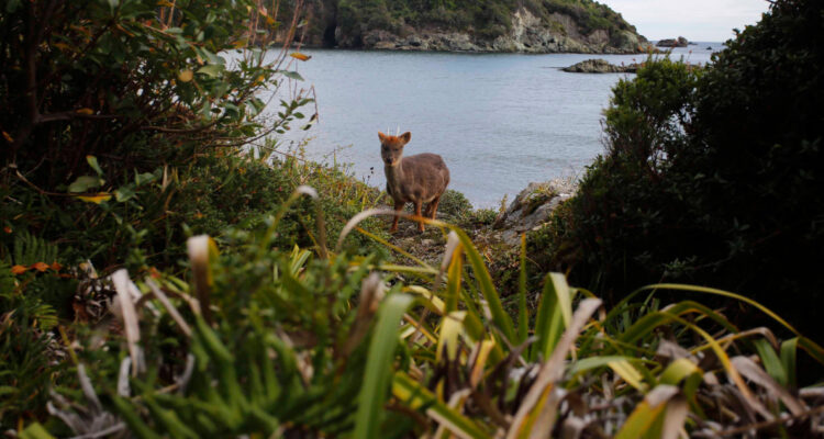 En Chiloé avanzan en proteger la fauna: buscarán medidas para que animales no mueran atropellados