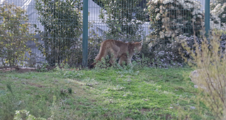 Imagen de puma por avistamiento en Puerto Montt