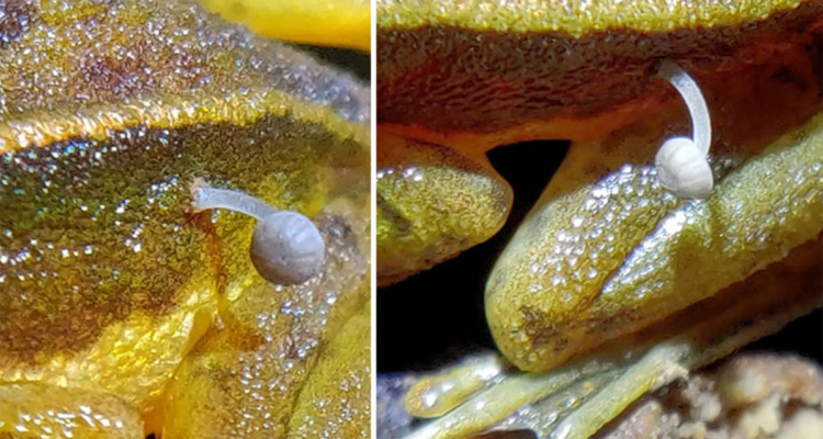 Fotografía en detalle del hongo en la rana.
