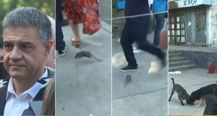 Rata interrumpe conferencia en Argentina