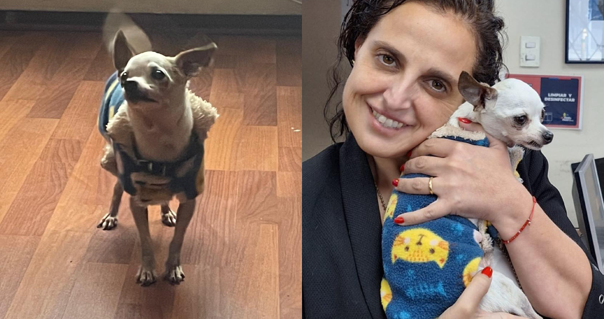 Después de cinco años: perro se reencuentra con su familia tras ser robado en Santiago