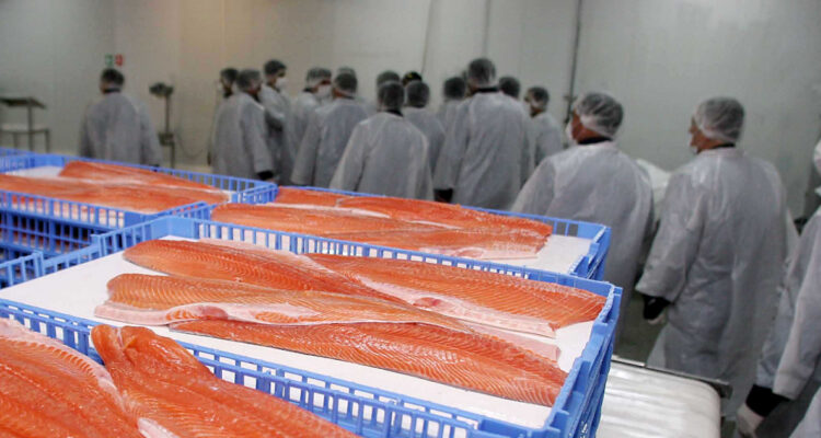 Despedirán a 750 trabajadores por “fuerza mayor” tras siniestro que destruyó una planta salmonera
