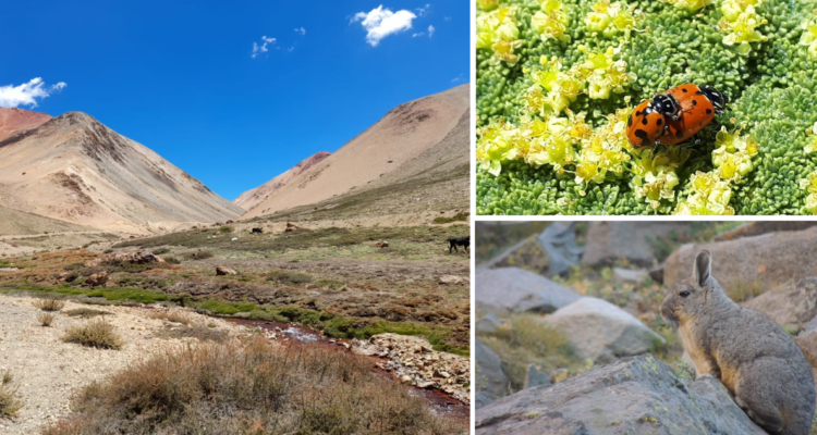 Anglo American adquiere la totalidad del Santuario Los Nogales de Lo Barnechea para su conservación