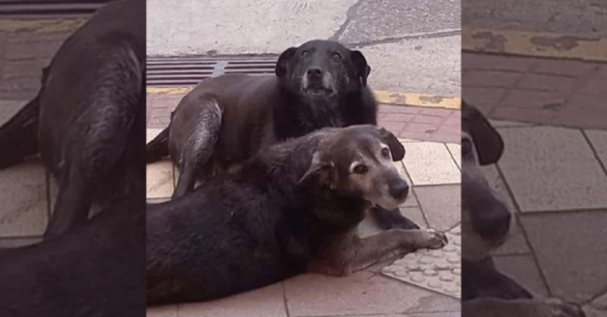 Caballita y Viejito