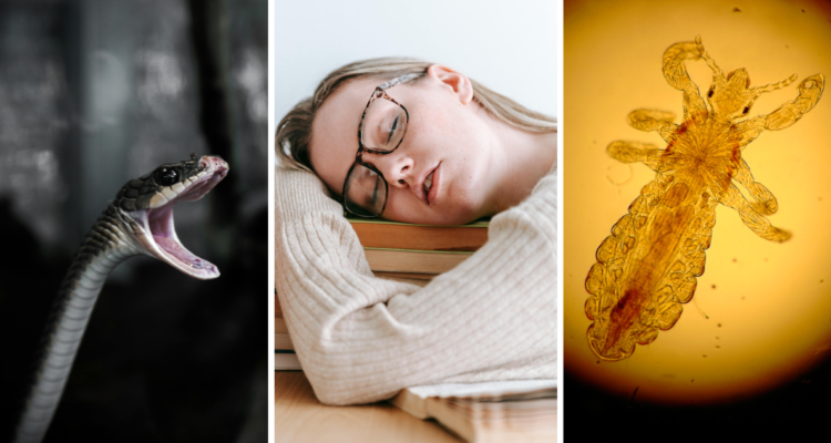 De serpientes a piojos: conoce cuáles son los sueños más populares en cada país y sus significados