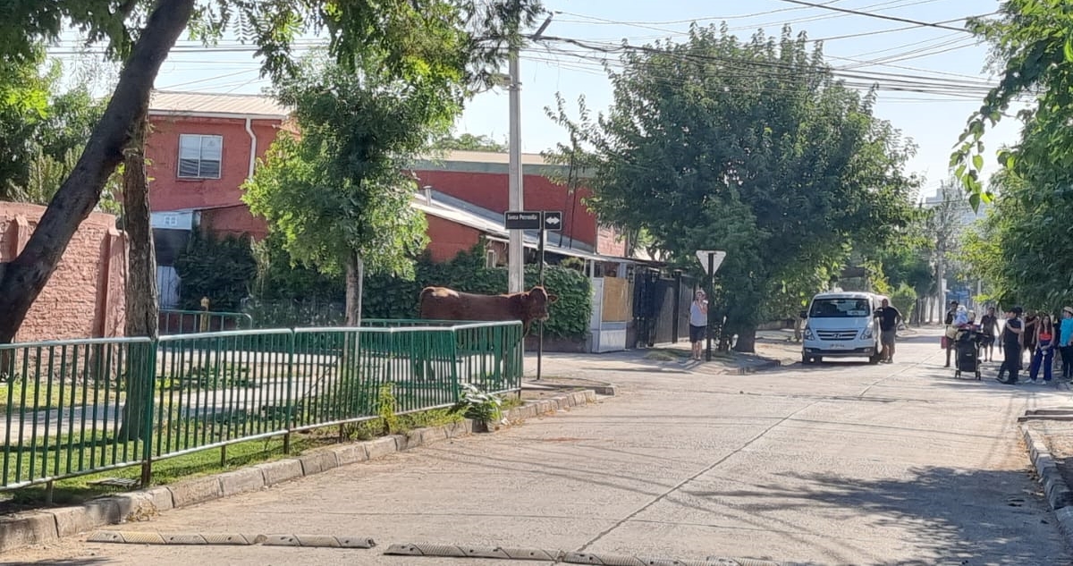 Robo de camión en región del Maule termina con vaca caminando por General Velásquez