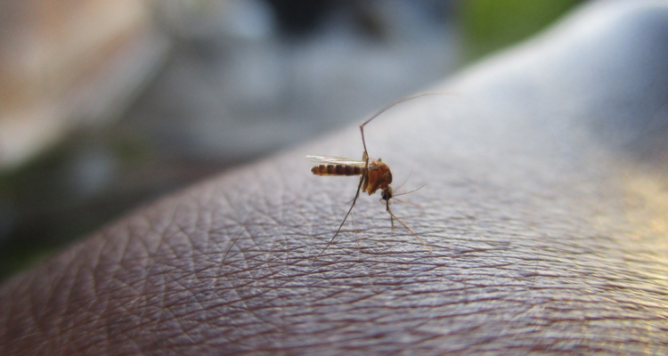 alerta sanitaria dengue arica