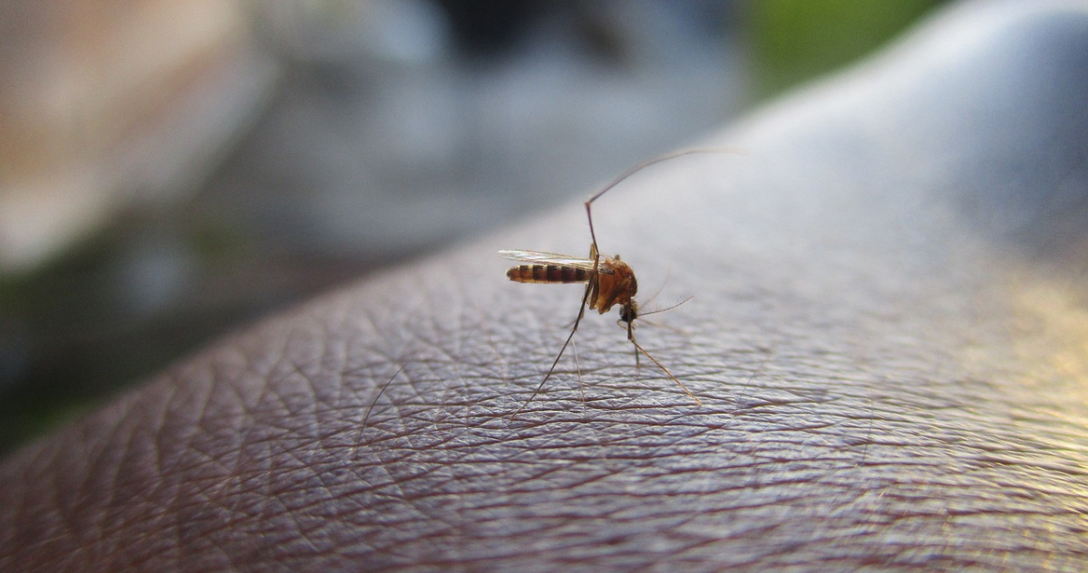alerta sanitaria dengue arica