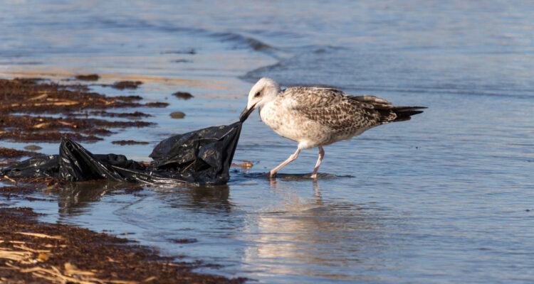 Geólogos rechazan que el “Antropoceno” sea la nueva era de la Tierra: ¿por qué debaten este concepto?