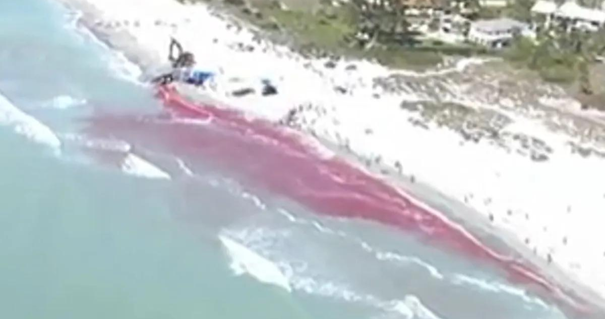 Un cachalote murió en una playa de Florida