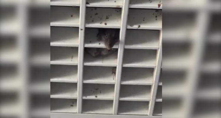 Captan a ratón al interior de Hospital Gustavo Fricke de Viña del Mar: exigen sumario