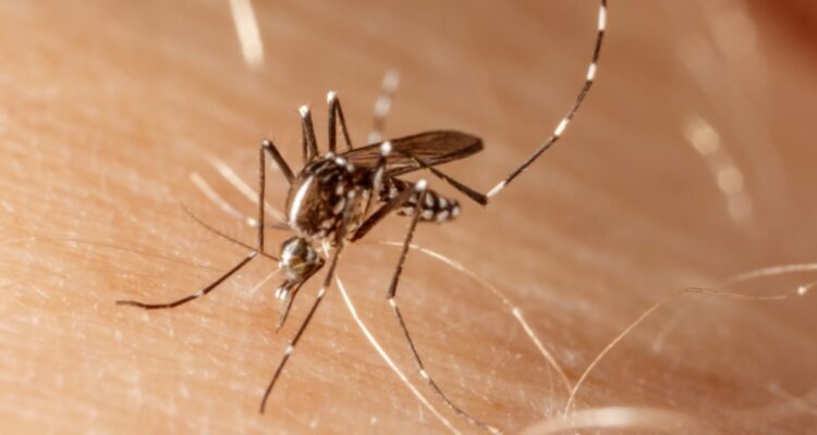 Confirman casos de dengue en Rapa Nui