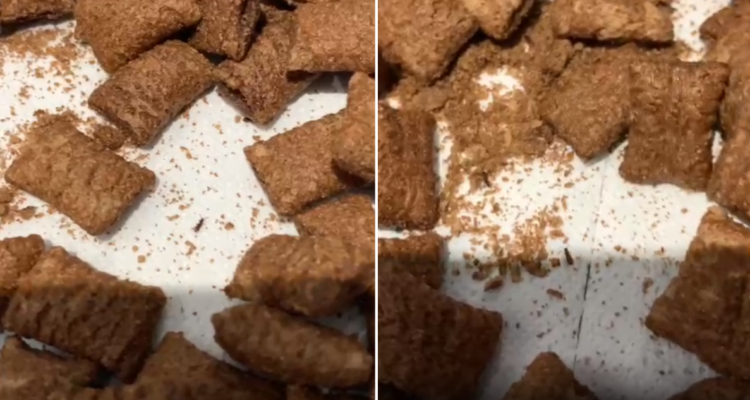 Escarabajos en cereales