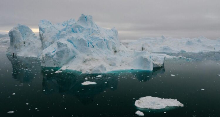 Cómo el chorito podría salir de su hábitat e invadir la Antártica según estudio científico