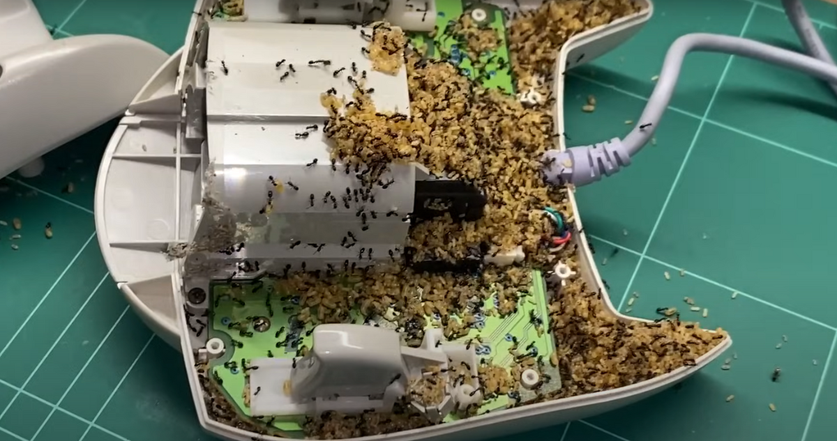 Hombre descubre una colonia de hormigas al interior de un joystick