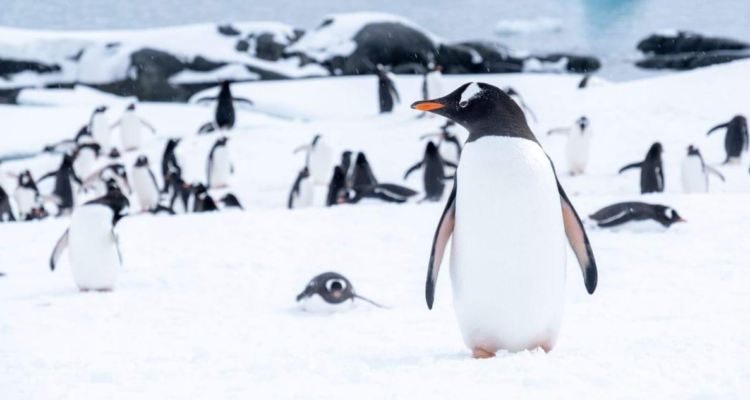Una fundación británica anunció una oportunidad “única” para trabajar en la oficina de correos más austral del mundo contando pingüinos.