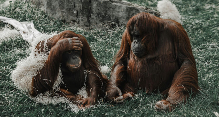 Estudio refutó polémica teoría de Darwin: “Los machos son más grandes y más fuertes que las hembras”