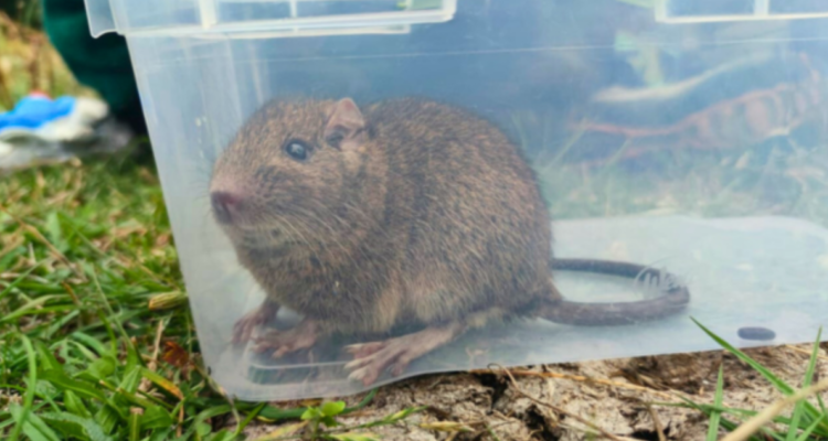 Qué es el degú: el roedor chileno que se creía extinto y reapareció en Isla Mocha