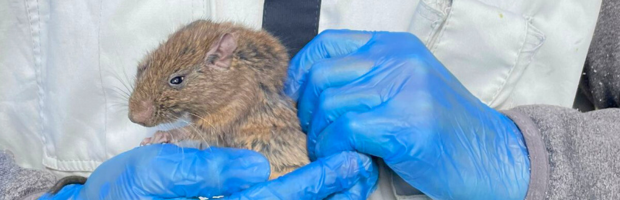 Qué es el degú: el roedor chileno que se creía extinto y reapareció en Isla Mocha