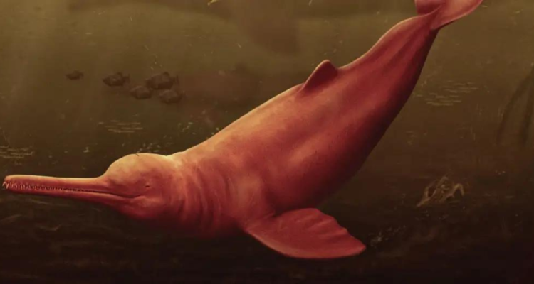 El delfín de río más grande de la historia navegó el Amazonas hace 16 millones de años.
