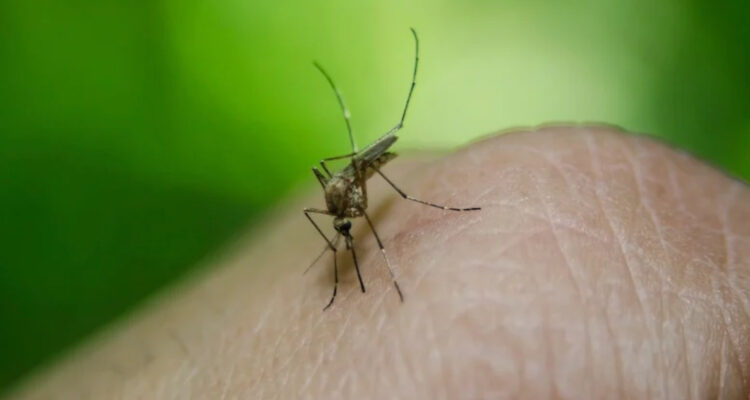 Dengue