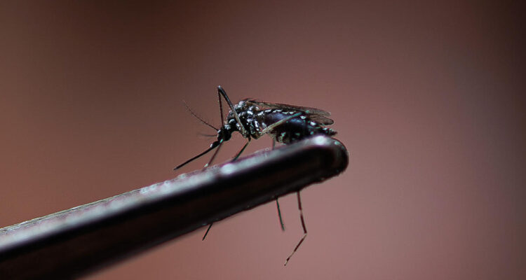 Seremi de Salud informa de tres casos de dengue en la región de Coquimbo