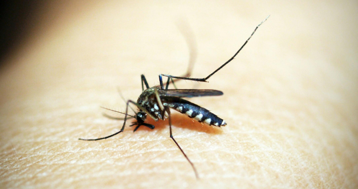 Autoridad Sanitaria informa casos sospechosos de Dengue importados desde Brasil en región de Coquimbo