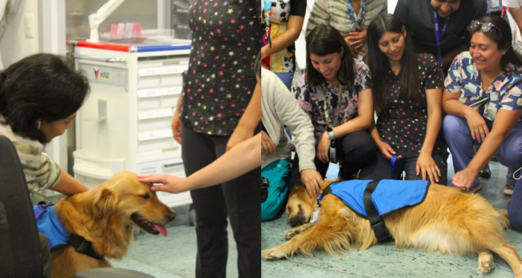 La “dogtora” Kuyen se suma al Hospital Eloísa Díaz de La Florida para apoyar terapias pediátricas