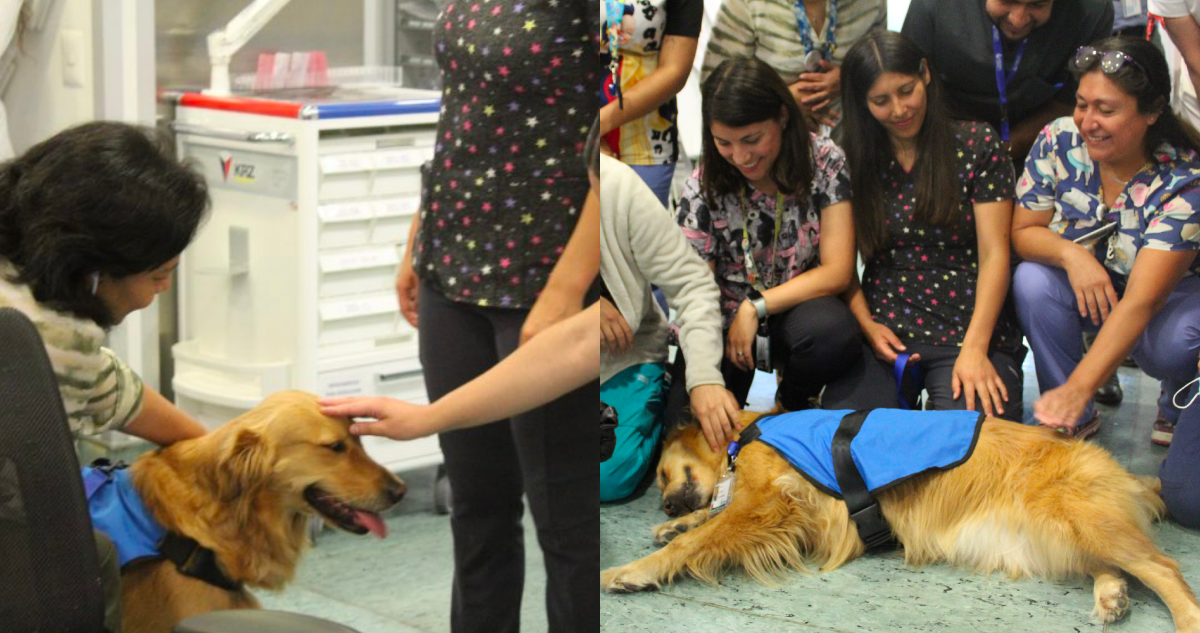 La “dogtora” Kuyen se suma al Hospital Eloísa Díaz de La Florida para apoyar terapias pediátricas