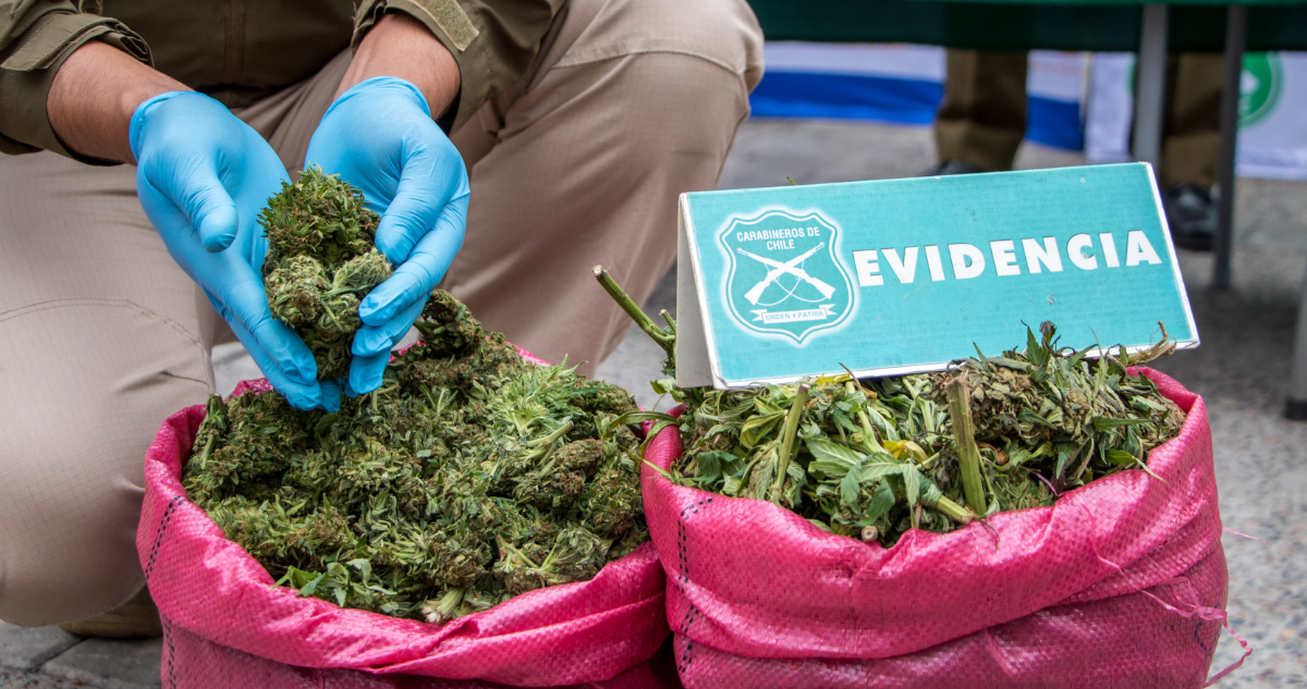 Armas, explosivos y 4.200 plantas de marihuana: lo que dejó masivo decomiso entre Vicuña y Andacollo