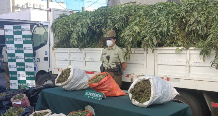 Incautan más de mil plantas de marihuana y 375 kilos a granel avaluados en $3.500 millones en Quilleco