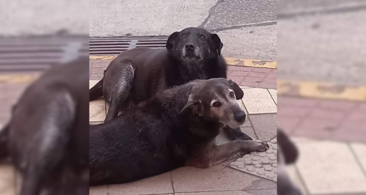 Imputados de matar a perros comunitarios en Valdivia quedan con arresto domiciliario nocturno