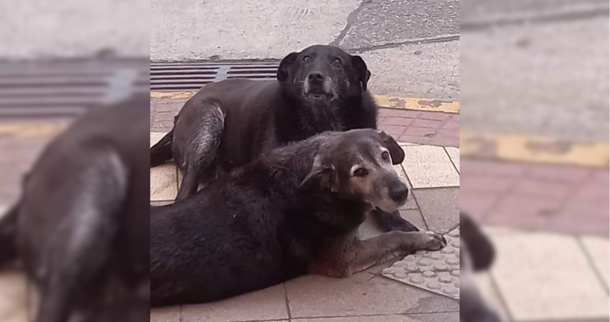 Imputados de matar a perros comunitarios en Valdivia quedan con arresto domiciliario nocturno