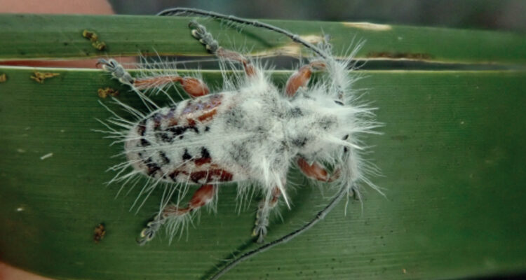 Descubren en Australia una extraña especie de escarabajo peludo y de cuernos largos