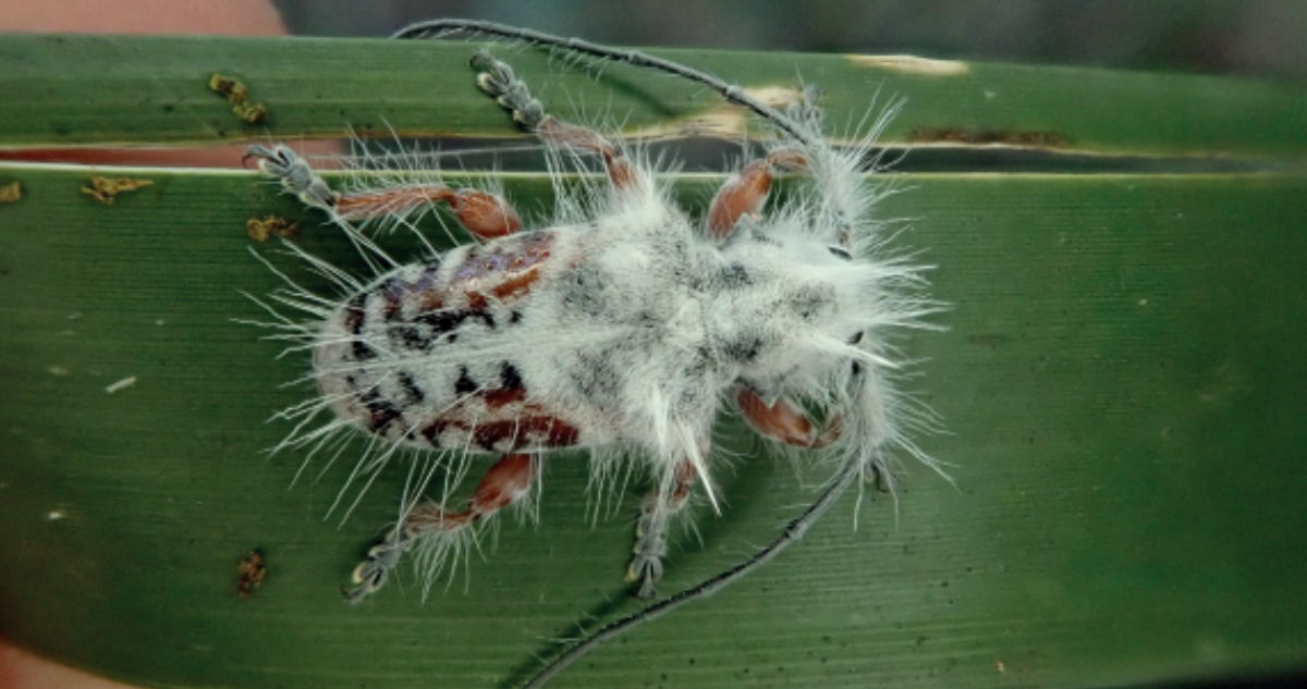 Descubren en Australia una extraña especie de escarabajo peludo y de cuernos largos