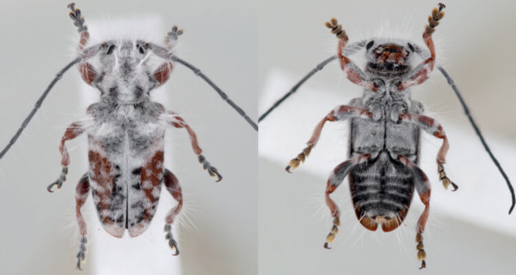Descubren en Australia una extraña especie de escarabajo peludo y de cuernos largos