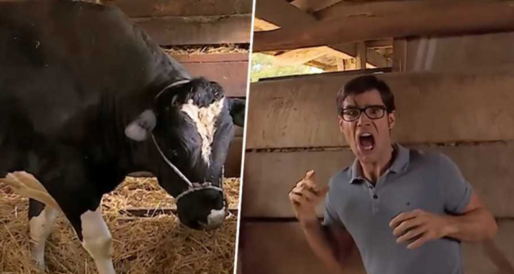 Escena del Toro en Amanda