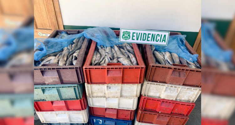 Destino era Concepción: incautan casi 2 toneladas de pescados en control por semana santa en Lanco