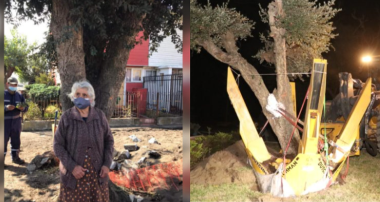 Fin de alcornoque: añoso árbol que defendió mujer de 83 años se secó en vivero municipal de Talcahuano