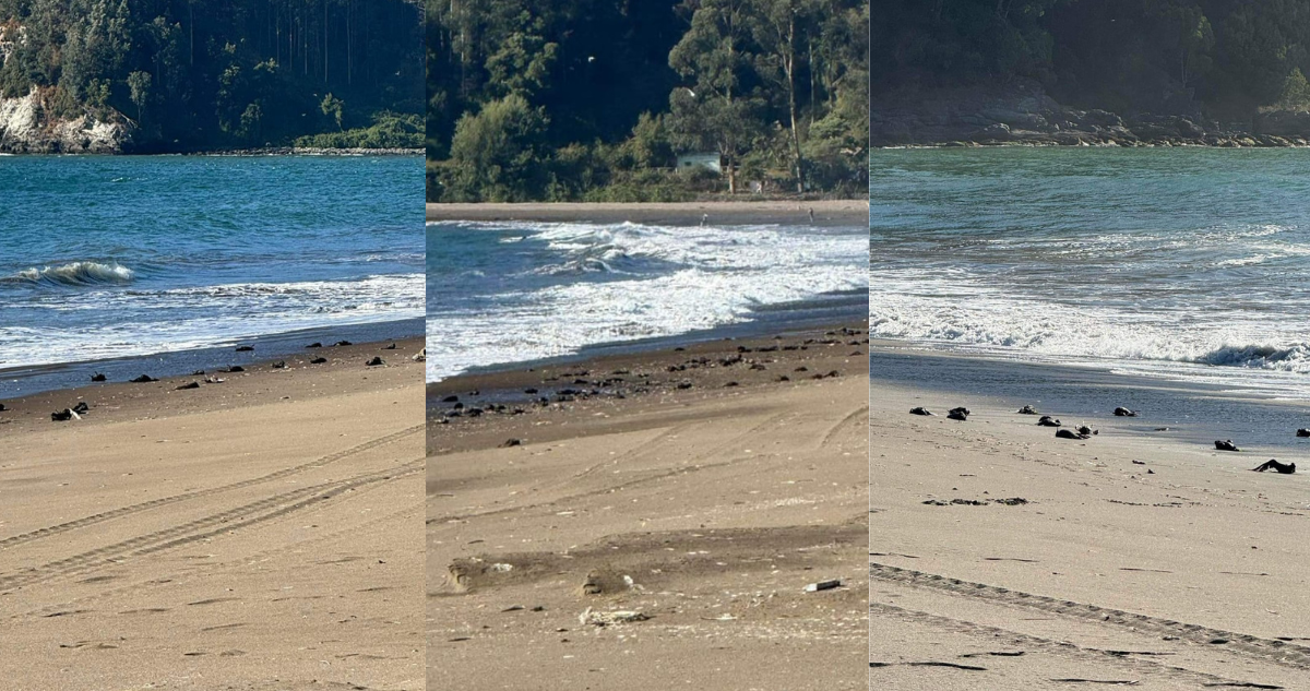 Hallan cerca de mil aves marinas muertas en borde costero de Lota: se apunta a asfixia por inmersión