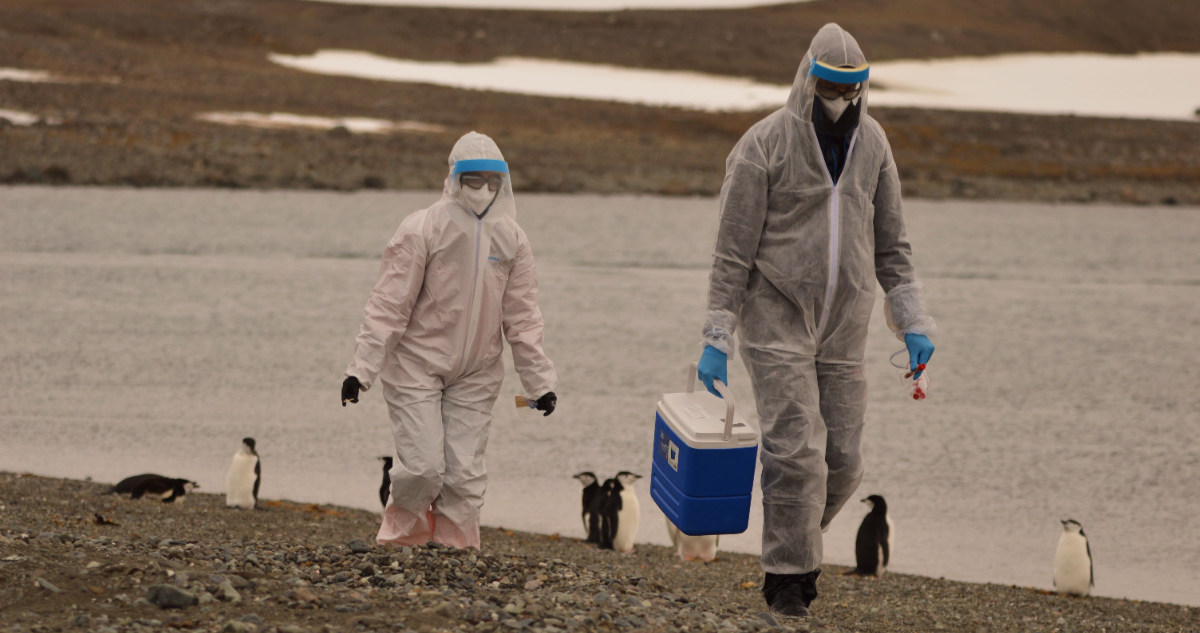 Chile detectó primeros casos de gripe aviar en pingüinos Adelia de la Antártica: están casi amenazados