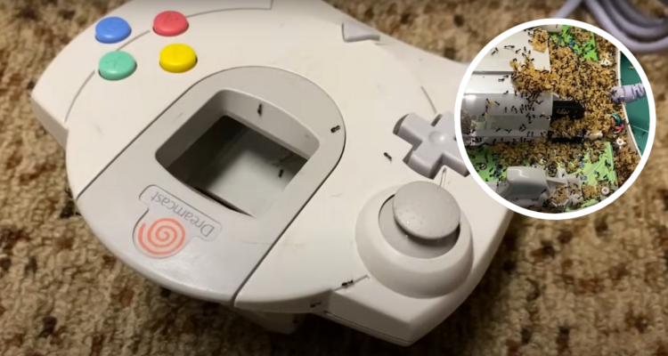 Nuevo miedo desbloqueado: hombre descubre colonia de hormigas y bichos al interior de joystick