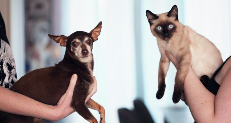 Un estudio de genomas determinó que los humanos transmiten más virus a los animales que al contrario